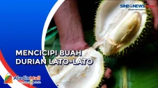 Memiliki Daging Buah...