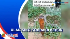 Penemuan Ular King Kobra...