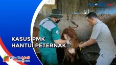 Kasus PMK di Jawa Timur...