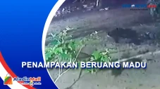 Bikin Geger, Beruang...