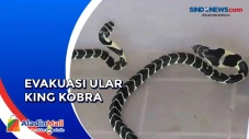 Dua Anak Ular King Kobra...