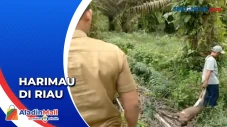 Dua Ekor Sapi Milik...