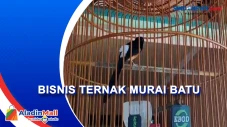 Wow! Bisnis Ternak Burung...