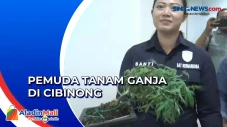 Pemuda Tanam Ganja di...