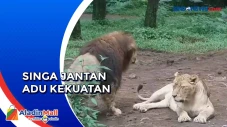 Viral Singa Seruduk...