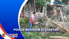Dahan Pohon Beringin...