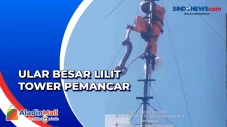 Viral, Ular Sanca 3...