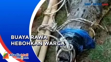Heboh Kemunculan Buaya...