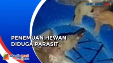 Warga Temukan Hewan...