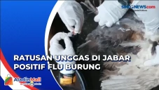 Ratusan Unggas Positif...