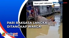 Ikan Pari Raksasa Langka...