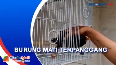 Burung Mata Pencaharian...