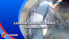 Lumba-Lumba Jumbo Terdampar...