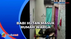 Babi Hutan Masuk Rumah...