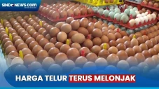Harga Telur Melonjak...