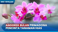 Melihat Budi Daya Anggrek...