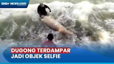 Heboh! Dugong Mati Terdampar...