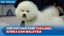 Ratusan Anjing Adu Kecantikan...