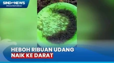Viral, Ribuan Udang...