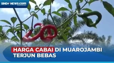 Petani di Muarojambi...