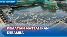 Petani Rugi Miliaran...