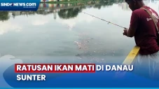 Viral, Ratusan Ikan...