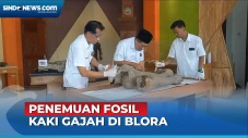 Wow! Intip Fosil Kaki...