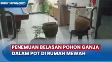Ganja Ditanam dalam...