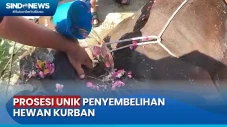 Tradisi Unik, Hewan...