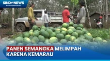 Berkah Kemarau, Petani...