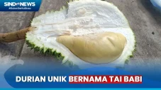 Menyantap Durian Unik...
