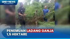 Ladang Ganja Seluas...