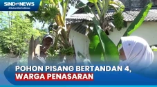 Pohon Pisang Bertandan...