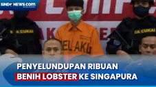 Penyelundupan Benih...