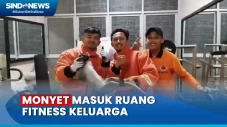 Diduga Kelaparan, Monyet...