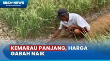 Kemarau Akibat El-Nino,...