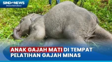 Anak Gajah Ditemukan...