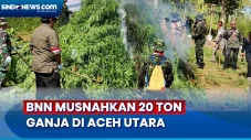 BNN Temukan 4,5 Hektare...