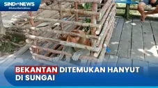 Bekantan Ditemukan Hanyut...