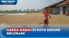 Dampak Kemarau, Harga...