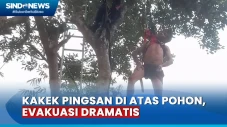 Cari Pakan Ternak, Kakek...