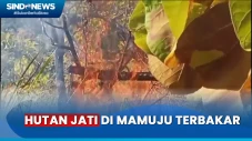 30 Hektare Hutan Jati...
