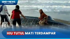 Hiu Tutul Mati Terdampar...