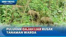 Puluhan Gajah Liar Rusak...