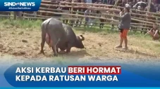 Seekor Kerbau Pandai...