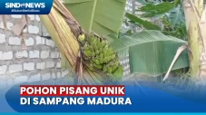 Begini Penampakan Pohon...
