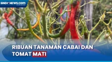 Dampak Kekeringan, Ribuan...