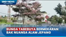 Bunga Tabebuya Bermekaran...