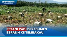 Musim Kemarau Panjang,...
