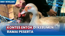 Kontes Entok di Kebumen...